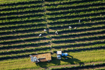 Farming Harvest St-Timothée Quebec Canada