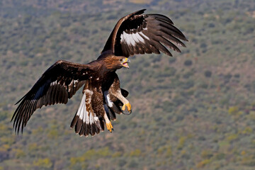 Aquila reale in volo