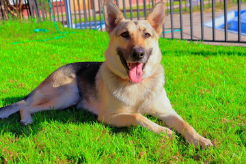 Perro Pastor Alemán