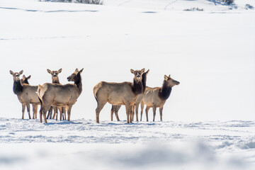 Elk herd in the sun and snow
