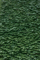 living wall, green background of plant leaves covering the wall