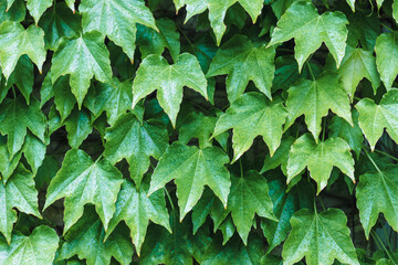 green wall of loach leaves. decorative wall covered
