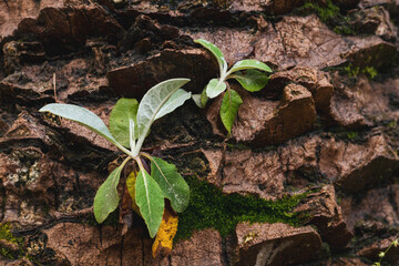 close-up of a green plant growing on the trunk of a brown palm tree