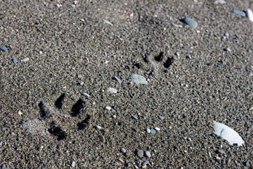 Fototapeta na wymiar dog footprints on gray sand, walking dog on the seashore