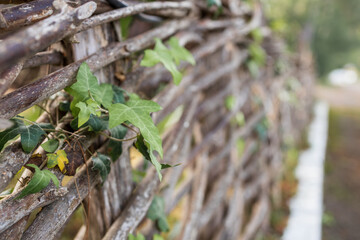 a green bindweed grows on an old wicker fence made of dry branches