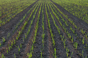 Fototapeta na wymiar Fresh green plants in field in spring. Rows of young plants, monoculture.