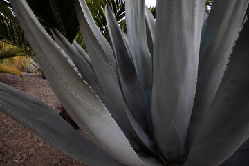 Close up of agave plant leaf texture