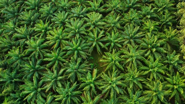 thickets of palm trees aerial top view, flying over tropical plantation. Fresh green pattern of symmetrically farmland. Agriculture and farming, coconut planting. 