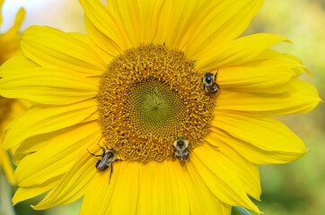 Obraz premium Bumble Bees on Yellow Sunflower