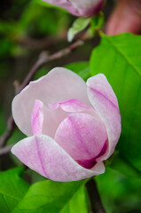 Spring background pink flower of magnolia and green leaves close up