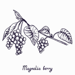 Magnolia berry branch with berries and leaves, outline simple doodle drawing with inscription, gravure style