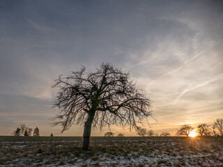 Kahler Baum mit Misteln im Winter