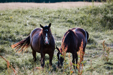 Konie wypasające się na łące w wysokiej trawie	
