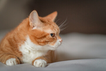 Portrait of a ginger cat in a studio on a gray background.