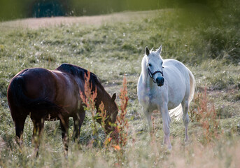 Dwa konie wypasające się na łące w wysokiej trawie	

 - obrazy, fototapety, plakaty