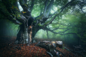 Old magical tree with big branches and green and red leaves in fog at dusk. Mystical autumn foggy...