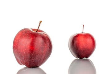 Two organic sweet red apples, close-up, isolated on white.