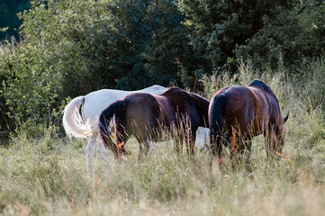 Konie wypasające się na łące w wysokiej trawie	