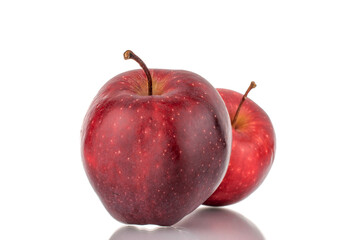 Two organic sweet red apples, close-up, isolated on white.
