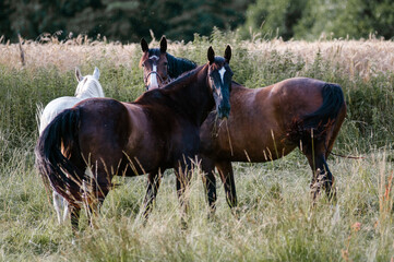 Trzy konie wypasające się na łące w  wysokiej trawie