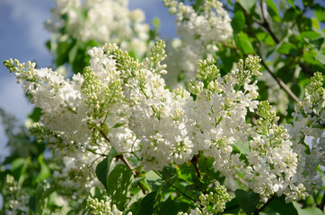 White Lilac with green leaves spring background
