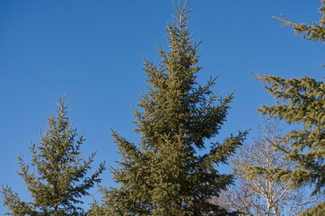 Pine Tree against a Blue Sky