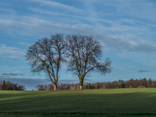 Fototapeta premium Kahler Baum im Winter