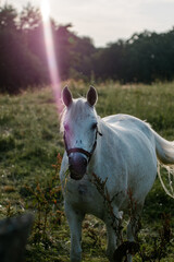 Biały koń w pięknym świetle zachodzącego słońca