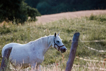 Biały koń w pięknym świetle zachodzącego słońca - obrazy, fototapety, plakaty