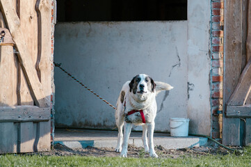Duży pies na łańcuchu broniący zabudowań na wsi - obrazy, fototapety, plakaty
