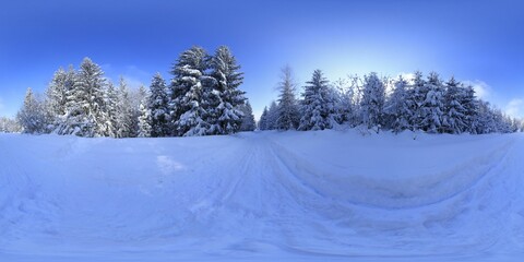 Forest in Winter Covered in snow HDRI Panorama