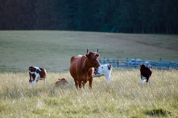 Krowy z cielakami na łące