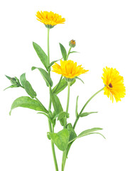 Three flowers of Marigold with leaves isolated on a white background. Bouquet of calendula officinalis.