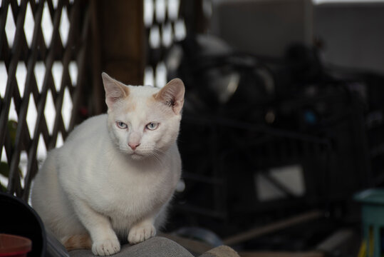 Gato blanco con ojos claros en un trastero