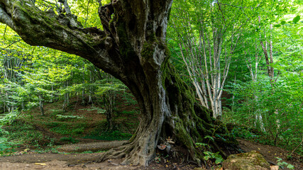 green forest in the morning