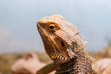 Beautiful Lizard Bearded Agama, Pogona vitticeps