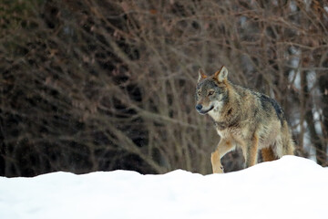 The grey wolf or gray wolf (Canis lupus) emerges from the forest in heavy snowfall. A large Carpathian wolves rises on a meadow. European wolf in winter.