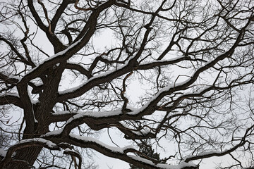 branches of a tree against the sky