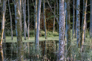 Las drzewa na bagnach   © Monika