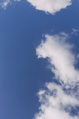 The tops of green large trees against the blue sky