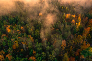 Humid and healthy forests are the lungs of our planet.