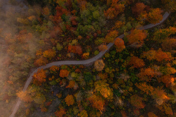 Humid and healthy forests are the lungs of our planet.