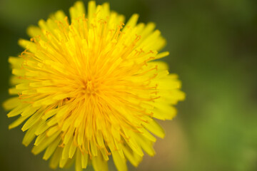 Bright yellow dandelion basket on a green background close-up. Macro photography. Copy space.