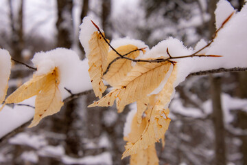 Snow on leaves that refuse to fall in the Canadian forest in winter