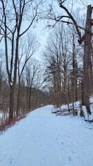 winter landscape with trees