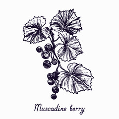 Muscadine berry branch with berries and leaves, outline simple doodle drawing with inscription, gravure style - 478582290