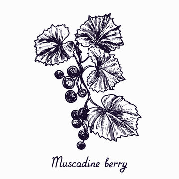 Muscadine berry branch with berries and leaves, outline simple doodle drawing with inscription, gravure style