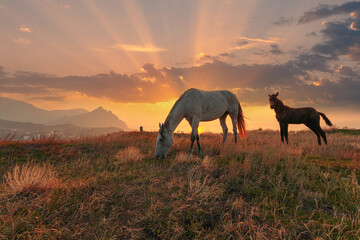 Fototapeta na wymiar Idyllic sunrise landscape. Horse and foal on a mountain pasture in front of the majestic sky with clouds.