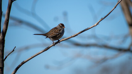 Sparrow resting in a tree