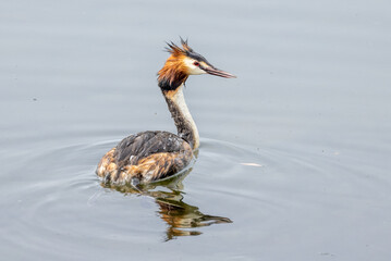 Australasian Crested Grebe in New Zealand